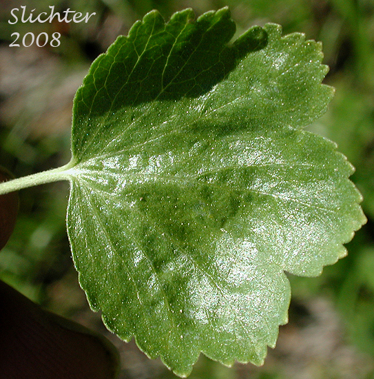 Dorsal leaf surface of Ribes cereum