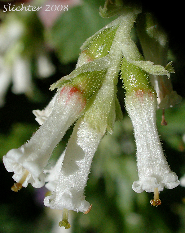 Flowers of Ribes cereum