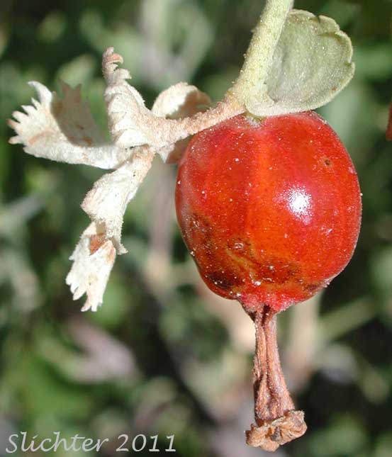 Maturing fruit of Wax Currant, Squaw Currant: Ribes cereum var. cereum (Synonyms: Ribes cereum var. inebrians, Ribes cereum var. pedicellare, Ribes inebrians, Ribes reniforme, Ribes viscidulum)