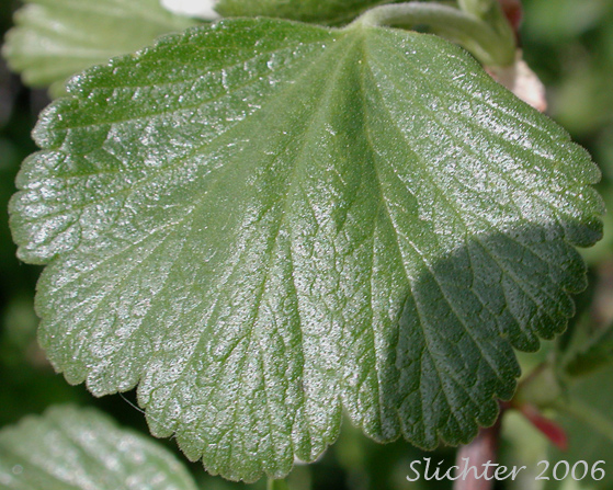 Leaf of Wax Currant: Ribes cereum