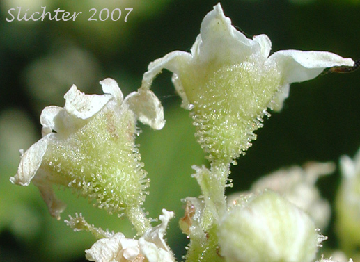 Flowers of Western Black currant: Ribes hudsonianum var. petiolare 