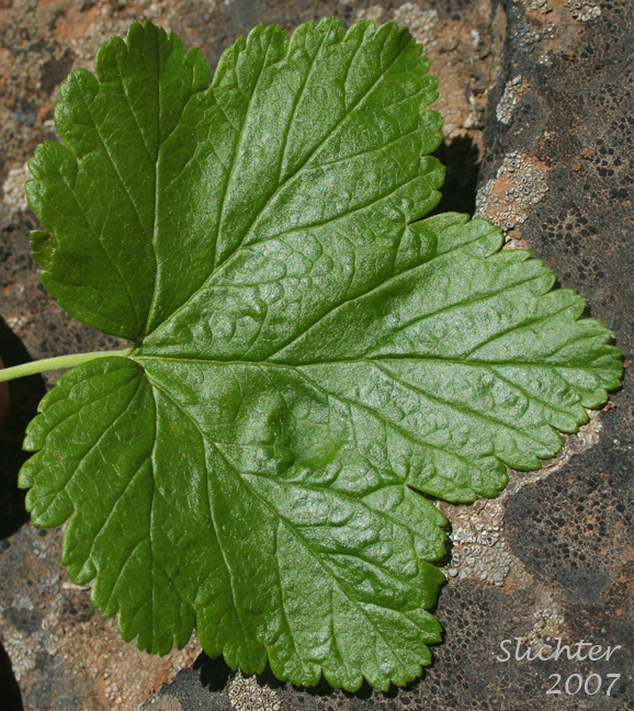 Leaf of Hudson Bay Currant, Northern Black Currant, Stinking Currant, Western Black Currant, Wild Currant: Ribes hudsonianum (Synonyms: Ribes hudsonianum var. petiolare, Ribes petiolare)