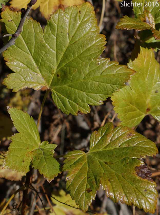 Leaves of Hudson Bay Currant, Northern Black Currant, Stinking Currant, Western Black Currant, Wild Currant: Ribes hudsonianum (Synonyms: Ribes hudsonianum var. petiolare, Ribes petiolare)