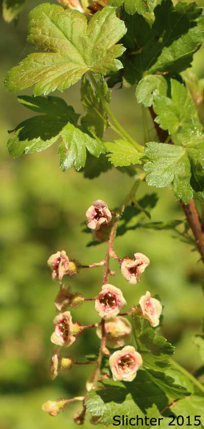 Inflorescence of Bristly Currant, Bristly Black Gooseberry, Prickly Currant, Swamp Currant, Swamp Gooseberry: Ribes lacustre (Synonyms: Limnobotrya lacustris, Ribes lacustre var. parvulum, Ribes oxycanthoides var. lacustre)