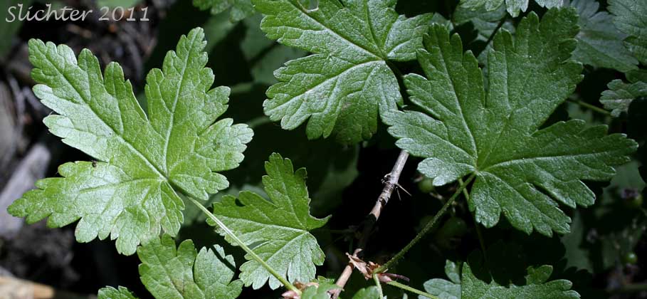 Close-up of the leaves (with their glabrous upper surfaces) of Bristly Currant, Bristly Black Gooseberry, Prickly Currant, Swamp Currant, Swamp Gooseberry: Ribes lacustre (Synonyms: Limnobotrya lacustris, Ribes lacustre var. parvulum, Ribes oxycanthoides var. lacustre)