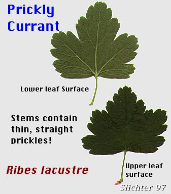 Leaves of Bristly Currant, Bristly Black Gooseberry, Prickly Currant, Swamp Currant, Swamp Gooseberry: Ribes lacustre (Synonyms: Limnobotrya lacustris, Ribes lacustre var. parvulum, Ribes oxycanthoides var. lacustre)
