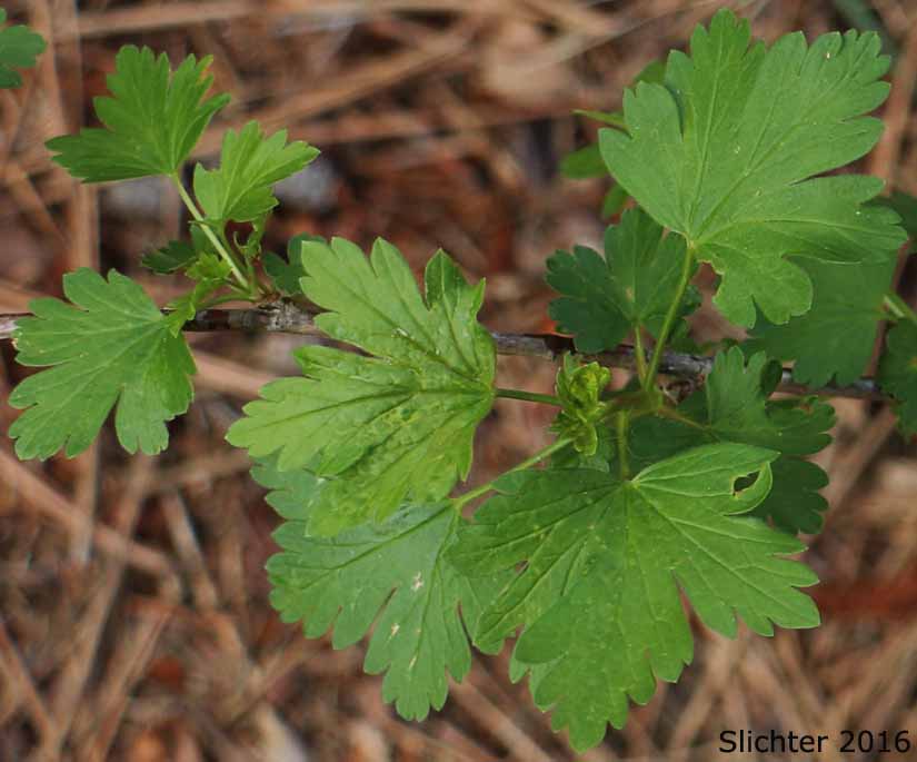 Leaves of Snake River Gooseberry, Snow Currant, Snow Gooseberry: Ribes niveum