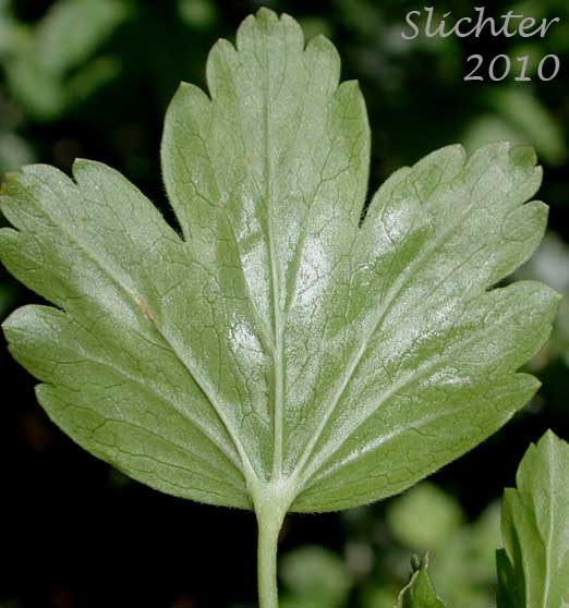 Ventral leaf surface of Snake River Gooseberry, Snow Currant, Snow Gooseberry: Ribes niveum