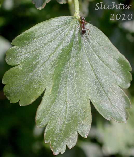 Dorsal leaf surface of Snake River Gooseberry, Snow Currant, Snow Gooseberry: Ribes niveum