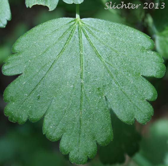 Leaf of Snake River Gooseberry, Snow Currant, Snow Gooseberry: Ribes niveum