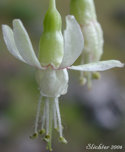 Close-up of a flower of Snake River Gooseberry, Snow Currant, Snow Gooseberry: Ribes niveum