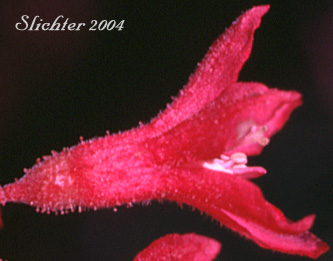 Flower of Redflowering Currant, Red-flowering Currant: Ribes sanguineum var. sanguineum (Synonyms: Ribes sanguineum, Ribes sanguineum var. deductum, Ribes sanguineum var. melanocarpum)