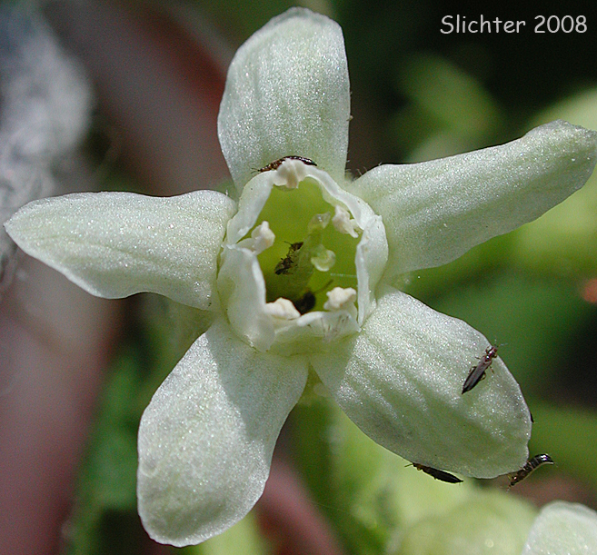 Frontal view of the flower of Ribes viscosissimum