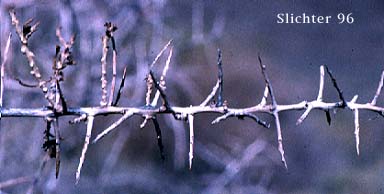 Spines of Hopsage, Spiny Hopsage: Grayia spinosa (Synonyms: Atriplex spinosa, Chenopodium spinosum)