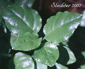 Stem leaves of Sidebells Pyrola, Sidebells Wintergreen, One-sided Pyrola, Sidebells: Orthilia secunda (Synonyms: Pyrola secunda, Remischia secunda)