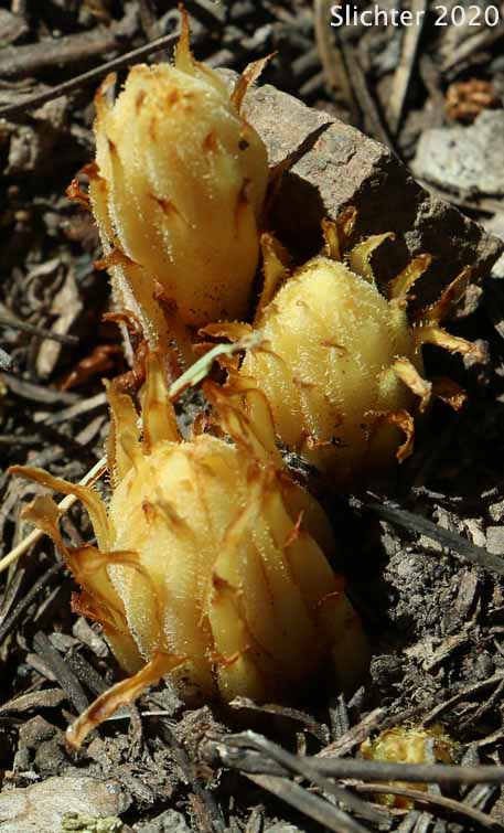 Beechdrops, Pinedrops, Woodland Pinedrops: Pterospora andromedea