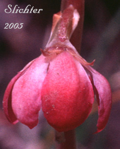 Flower of Large pyrola: Pyrola asarifolia