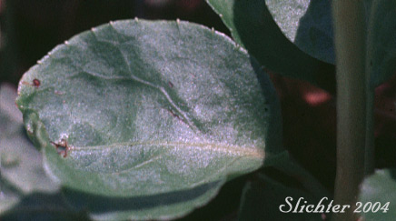 Leaf of Lesser Wintergreen, Snowline Pyrola: Pyrola minor (Synonyms: Braxilia minor, Erxlebenia minor, Pyrola minor var. parviflora)