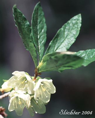 Western Azalea, Cascade Azalea, White Rhododendron: Rhododendron albiflorum