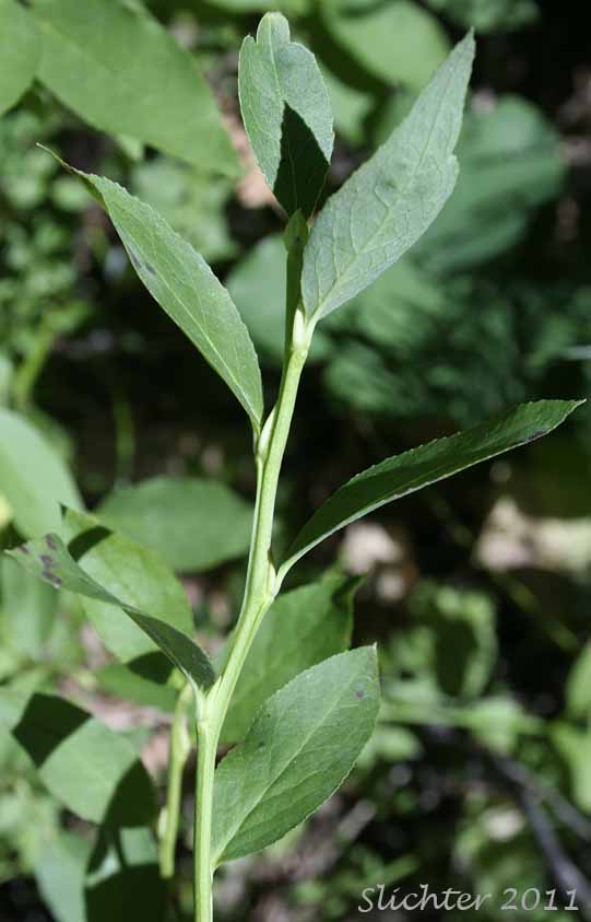 Leaves and angled stem of Thin-leaved Huckleberry, Big Huckleberry, Tall Huckleberry, Square-twig Blueberry: Vaccinium membranaceum (Synonyms: Vaccinium coccinium, Vaccinium globulare)