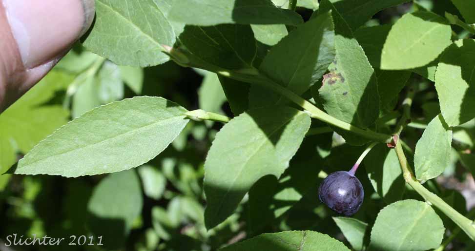 Leaves and maturing berry of Thin-leaved Huckleberry, Big Huckleberry, Tall Huckleberry, Square-twig Blueberry: Vaccinium membranaceum (Synonyms: Vaccinium coccinium, Vaccinium globulare)
