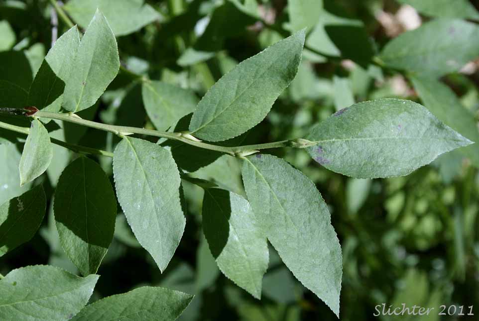 Stem leaves of Thin-leaved Huckleberry, Big Huckleberry, Tall Huckleberry, Square-twig Blueberry: Vaccinium membranaceum (Synonyms: Vaccinium coccinium, Vaccinium globulare)