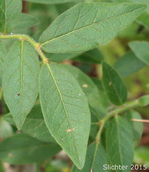 Velvet-leaf Huckleberry, Velvet-leaf blueberry: Vaccinium myrtilloides (Synonyms: Cyanococcus canadensis, Vaccinium angustifolium var. myrtilloides, Vaccinium canadense)