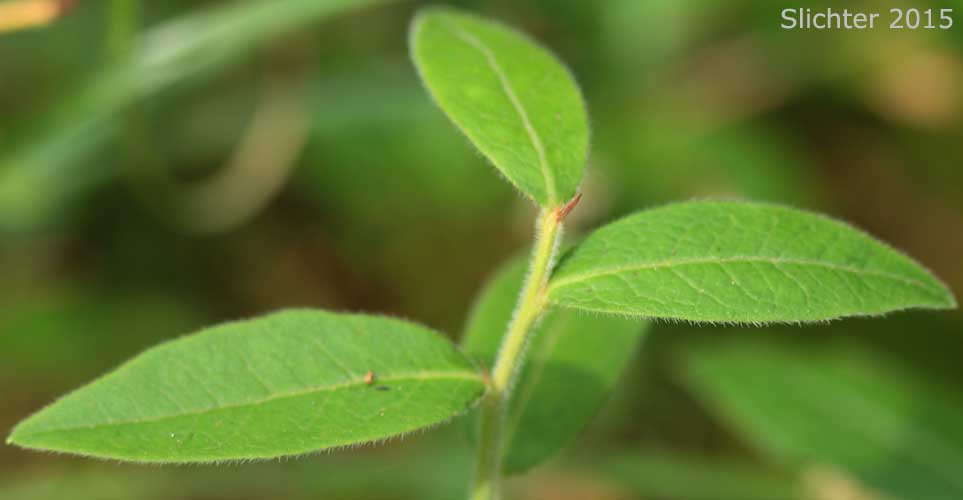 Leaves of Velvet-leaf Huckleberry, Velvet-leaf blueberry: Vaccinium myrtilloides (Synonyms: Cyanococcus canadensis, Vaccinium angustifolium var. myrtilloides, Vaccinium canadense)