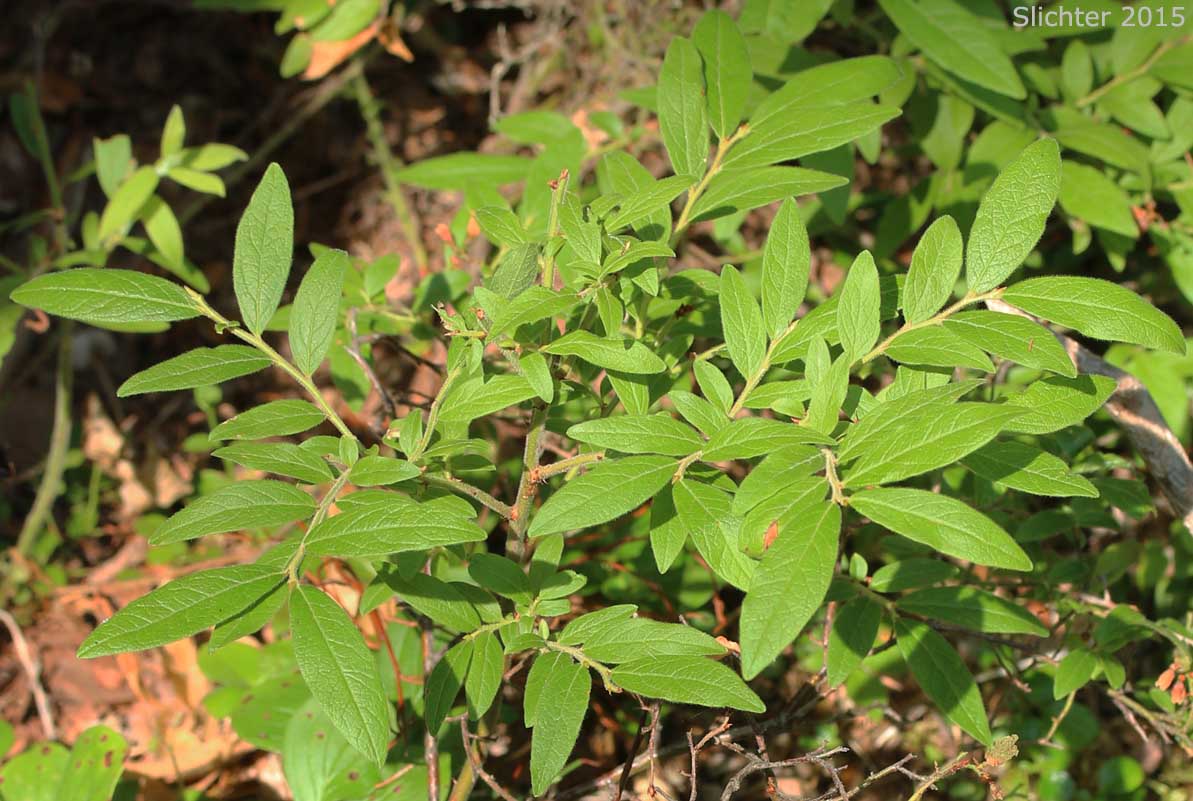 Velvet-leaf Huckleberry, Velvet-leaf blueberry: Vaccinium myrtilloides (Synonyms: Cyanococcus canadensis, Vaccinium angustifolium var. myrtilloides, Vaccinium canadense)