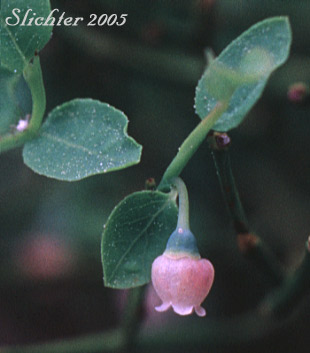 Dwarf Grouse-berry, Grouseberry, Grouse Whortleberry, Whortleberry: Vaccinium scoparium (Synonym: Oxycoccus palustris var. intermedium)