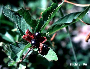 Black Twinberry, Twinberry Honeysuckle, Twinberry, Bearberry: Lonicera involucrata var. involucrata