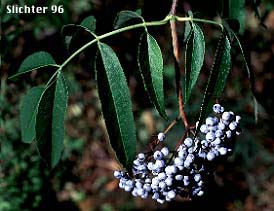 Glaucous blue berries of Blue Elder, Blue Elderberry, Southwestern Elderberry: Sambucus mexicana ssp. cerulea (Synonyms: Sambucus caerulea, Sambucus caerulea var. neomexicana, Sambucus caerulea var. velutina, Sambucus cerulea, Sambucus cerulea var. cerulea, Sambucus cerulea var. neomexicana, Sambucus cerulea var. velutina, Sambucus glauca, Sambucus mexicana ssp. caerulea, Sambucus mexicana ssp. cerulea, Sambucus mexicana var. caerulea, Sambucus neomexicana, Sambucus neomexicana var. vestita, Sambucus nigra ssp. caerulea, Sambucus nigra ssp. cerulea)