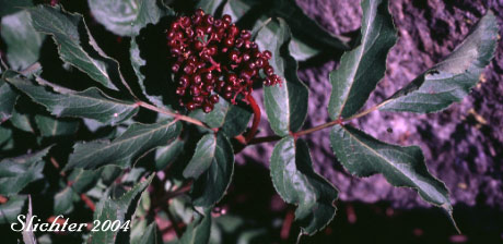 Berries of Black Elderberry, Rocky Mountain Elder: Sambucus racemosa var. melanocarpa (Synonyms: Sambucus melanocarpa, Sambucus racemosa ssp. pubens var. melanocarpa)