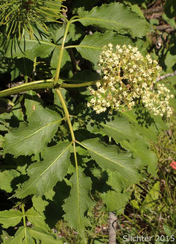 Black Elderberry, Rocky Mountain Elder: Sambucus racemosa var. melanocarpa (Synonyms: Sambucus melanocarpa, Sambucus racemosa ssp. pubens var. melanocarpa)