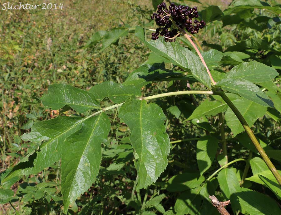 Black Elderberry, Rocky Mountain Elder: Sambucus racemosa var. melanocarpa (Synonyms: Sambucus melanocarpa, Sambucus racemosa ssp. pubens var. melanocarpa)