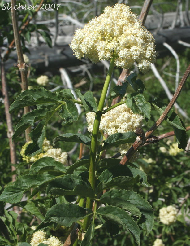 Inflorescence of Black Elderberry, Rocky Mountain Elder: Sambucus racemosa var. melanocarpa (Synonyms: Sambucus melanocarpa, Sambucus racemosa ssp. pubens var. melanocarpa)