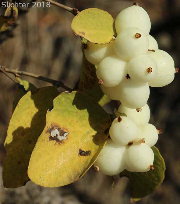 The white, waxy fruits of Common Snowberry, Snowberry: Symphoricarpos albus var. laevigatus (Synonyms: Symphoricarpos albus ssp. laevigatus, Symphoricarpos rivularis)