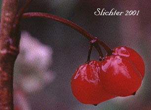 Fruits of Highbush Cranberry, High-bush Cranberry, Moosewood Viburnum, Squashberry: Viburnum edule (Synonyms: Viburnum opulus var. edule, Viburnum pauciflorum) 