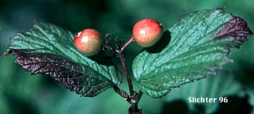 Fruits and leaves of Common Viburnum, Oregon Viburnum, Oval-leaf Viburnum, Oval-leaved Viburnum, Western Blackhaw, Western Wayfaring Tree: Viburnum ellipticum (Synonym: Viburnum ellipticum var. macrocarpum)