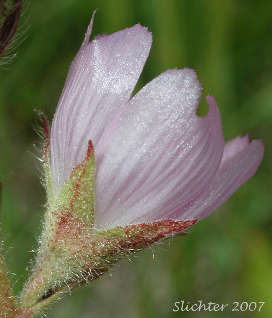 Flower of Oregon Checkermallow, Oregon Checker-mallow, Marsh Hollyhock: Sidalcea oregana var. procera (Synonym: Sidalcea oregana ssp. oregana var. procera)