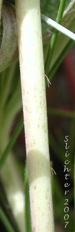 Lower stem of Oregon Checkermallow, Oregon Checker-mallow, Marsh Hollyhock: Sidalcea oregana var. procera (Synonym: Sidalcea oregana ssp. oregana var. procera)
