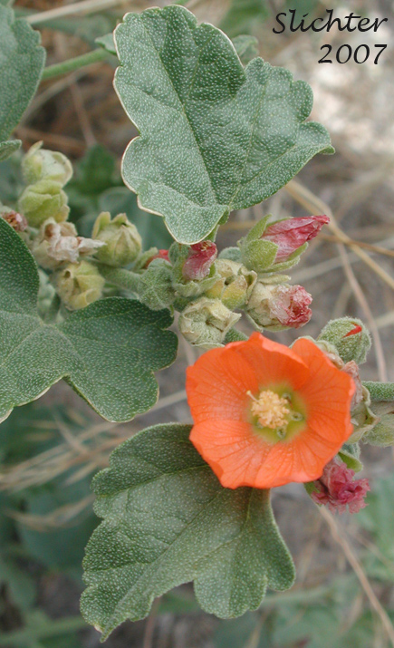 Leaves and flowers of Munro's Globemallow, White-stemmed Globemallow, Munro's Mallow, White-leaved Globemallow, Whitestem Globemallow: Sphaeralcea munroana (Synonyms: Sphaeralcea munroana ssp. munroana, Sphaeralcea munroana ssp. subrhomboidea, Sphaeralcea munroana var. munroana, Sphaeralcea munroana var. subrhomboidea)
