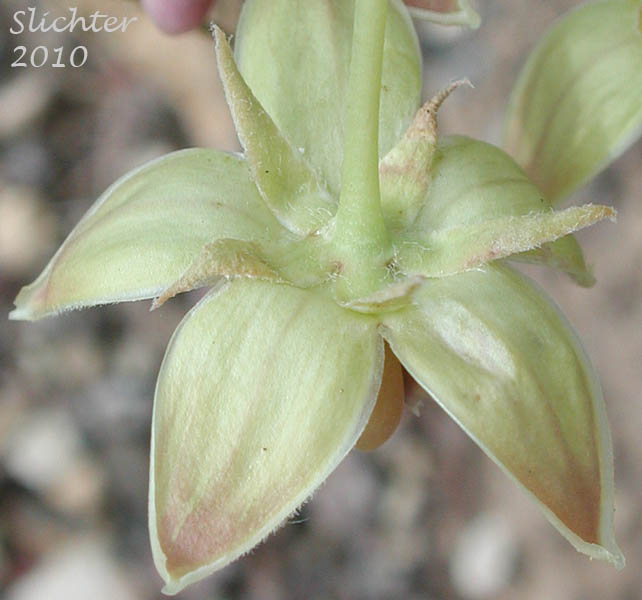 Calyx of Pallid Milkweed, Humboldt Milkweed: Asclepias cryptoceras (Synonyms: Asclepias cryptoceras ssp. davisii, Asclepias cryptoceras var. davisii, Asclepias davisii)