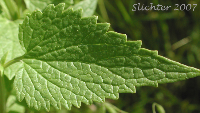Leaf of Nettle-leaf Horse-mint, Nettle-leaved Horsemint, Nettle-leaf Giant-hyssop, Nettle-leaved Giant Hyssop: Agastache urticifolia var. urticifola