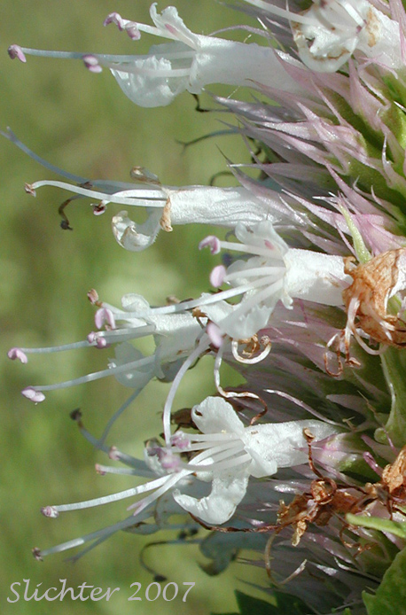 Flowers of Nettle-leaf Horse-mint, Nettle-leaved Horsemint, Nettle-leaf Giant-hyssop, Nettle-leaved Giant Hyssop: Agastache urticifolia var. urticifola