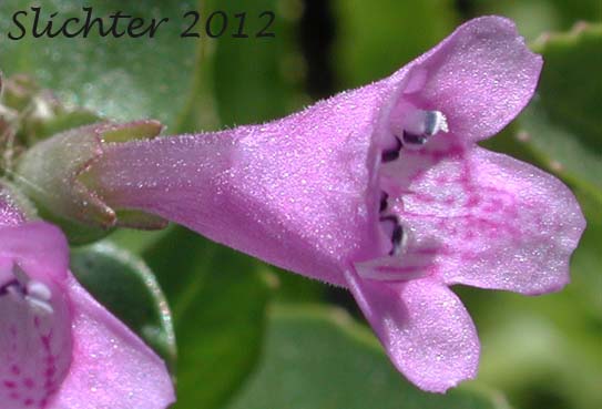 Flower of Western False Dragonhead, Purple Dragonhead, Western Lion's Heart: Physostegia parviflora (Synonym: Dracocephalum nuttallii)