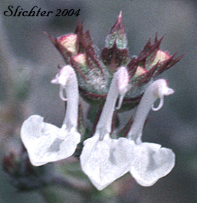 Flowers of African Sage, Mediterranean Sage: Salvia aethiopis (Synonym: Salvia aethiopsis)