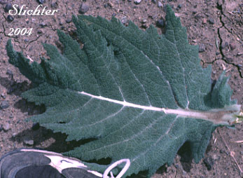 Basal leaf of African Sage, Mediterranean Sage: Salvia aethiopis (Synonym: Salvia aethiopsis)