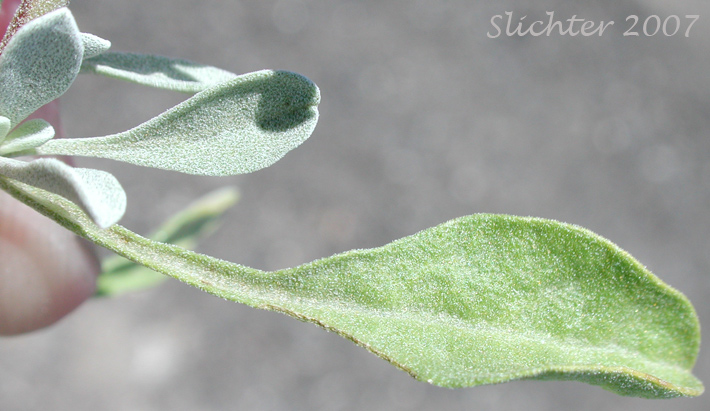 Leaf of Purple Sage: Salvia dorrii