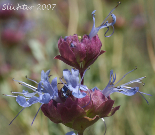 Purple Sage: Salvia dorrii
